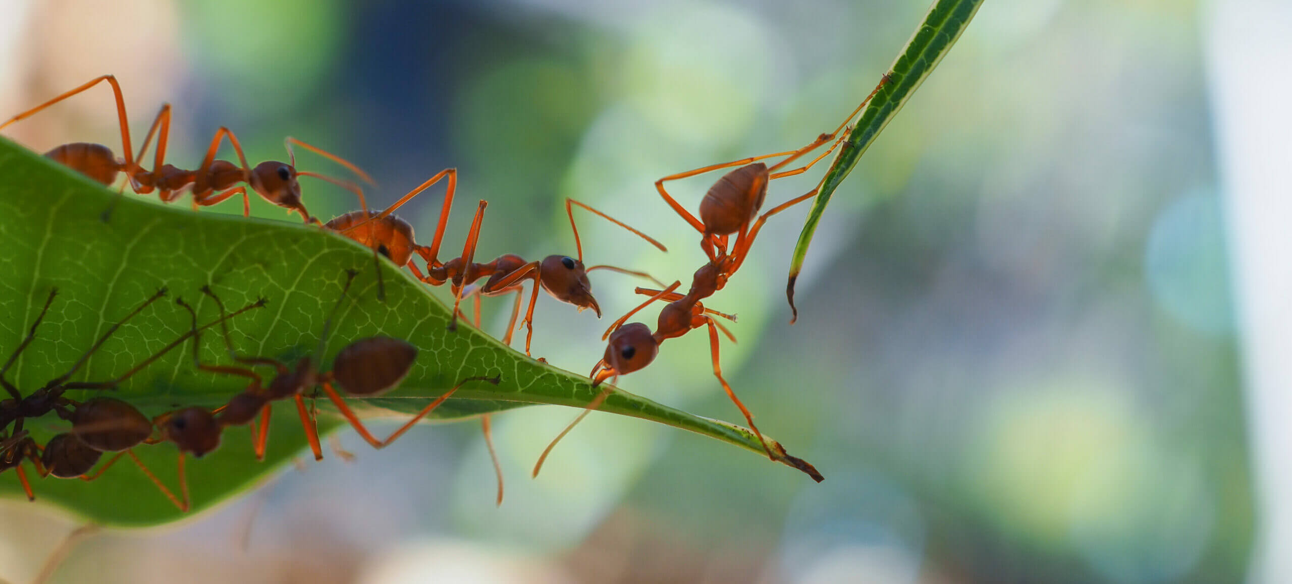 Ants working together