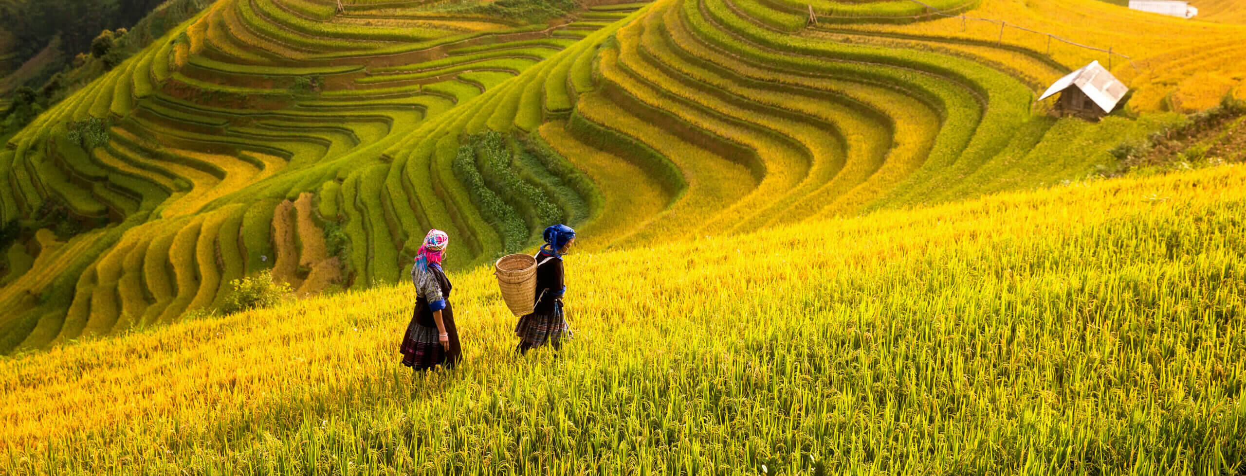 Vietnam. Rice Fields Prepare The Harvest At Northwest Vietnam