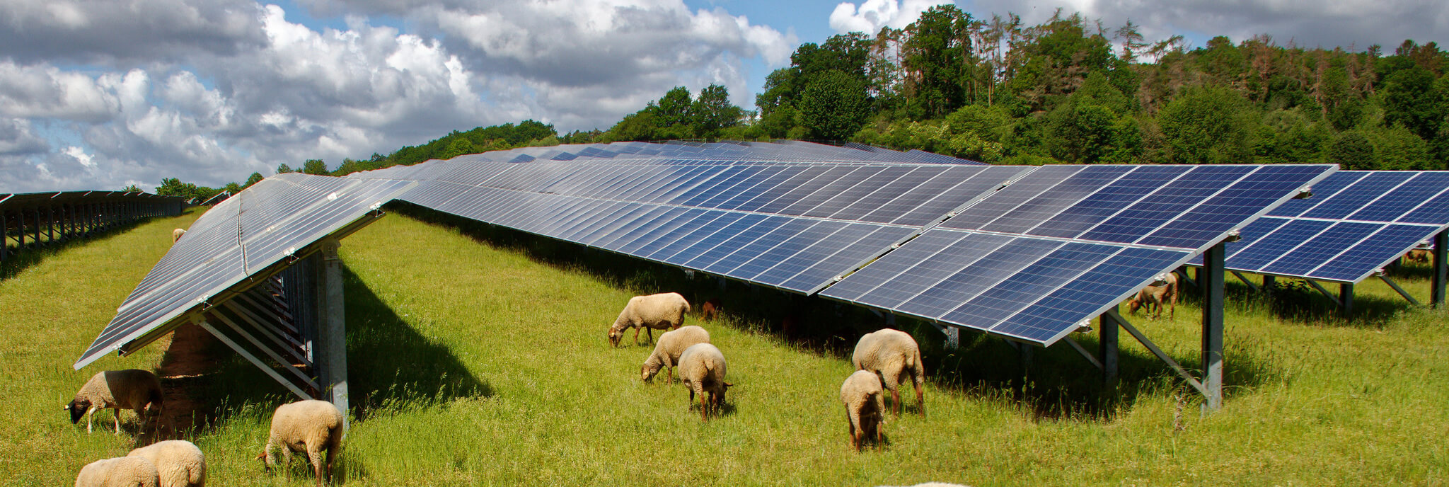 Calcom Energy Cornerstone Diary Sheeps And Solar Energy Farm (1) (1) (1)