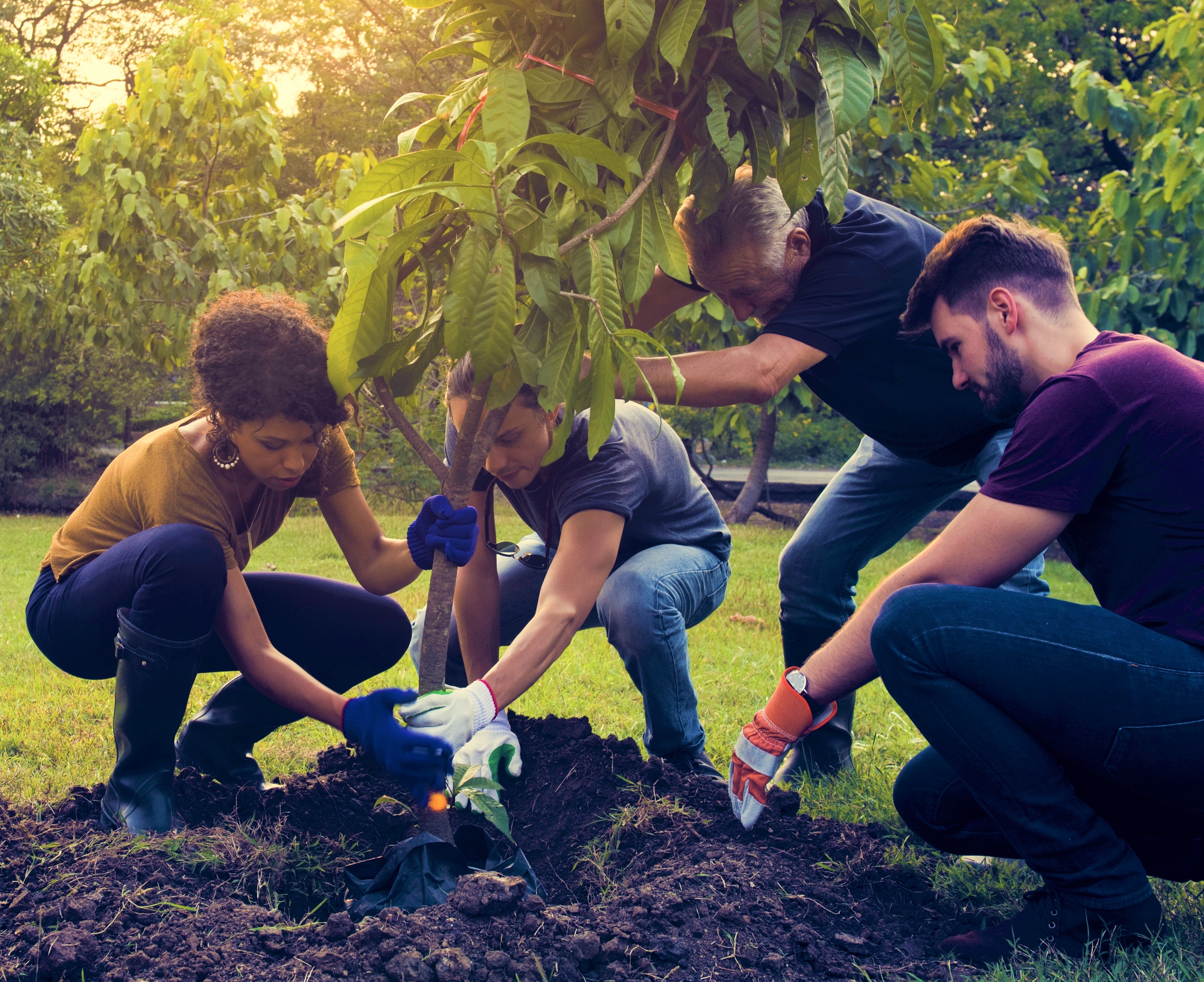 Group,of,diverse,people,planting,tree,together