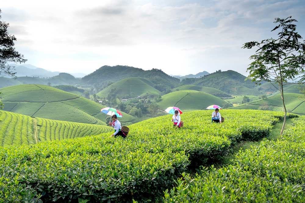 Picture 1 Vietnam Tea Field