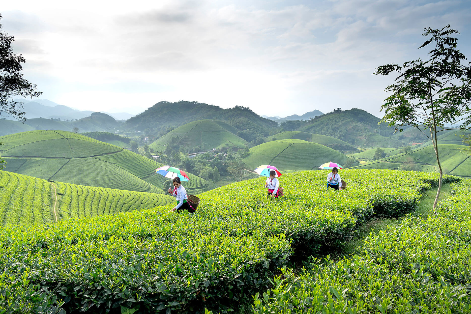 Vietnam Tea Field